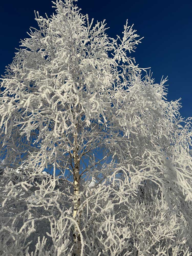 Baum bei minus 10 Grad
