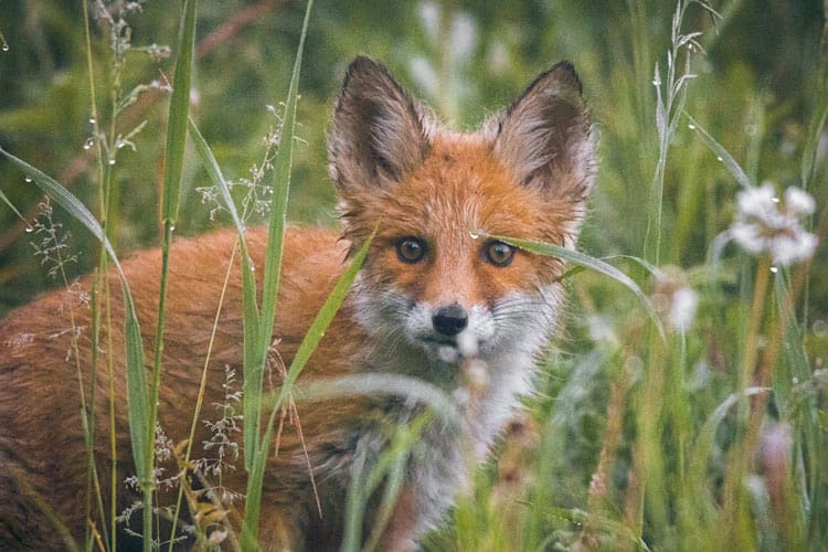 Fuchs im Gras