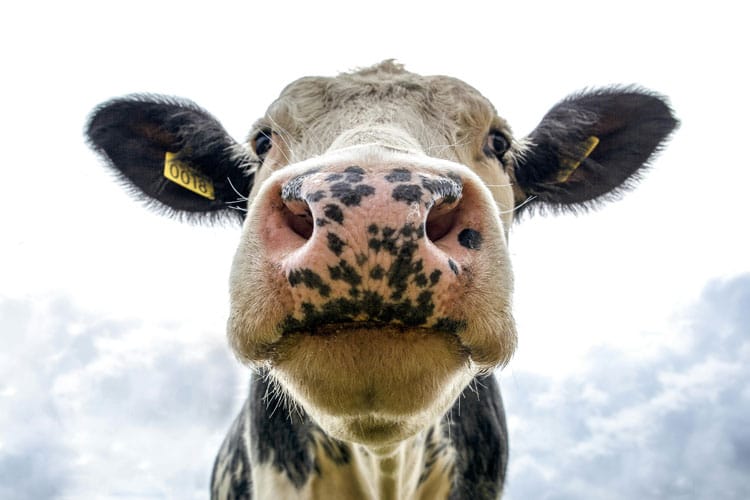Selfie einer Kuh